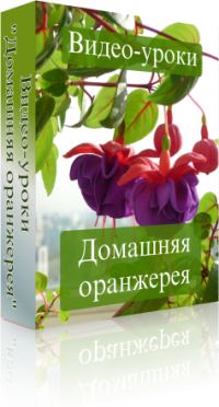 кулинарные рецепты