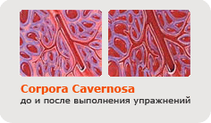 Увеличение пениса - Corpora Cavernosa