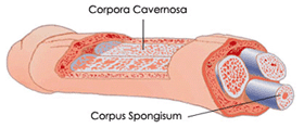 Увеличение члена - Corpora Cavernosa и Corpus Spongisum